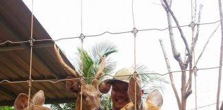 Afia Deer Farm
